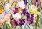 Iris Garden I