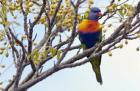 Rainbow Lorikeet