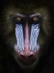 Mandrill