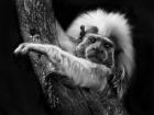 Tamarin