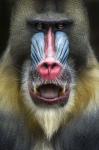 Mandrill 2