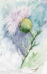 Thistle Watercolor Sketch