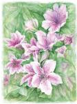 Pink Azaleas Watercolor