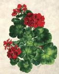 Red Geranium