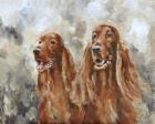 Two Irish Setters