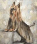 Silky Terrier II