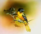 Baltimore Oriole