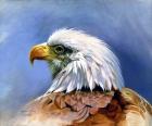 Eagle Portrait