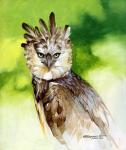 Harpy Eagle