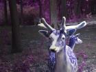 Purple Deer