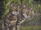 Albus and Boo the Bengal Cats