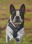 George Dog the French Bulldog