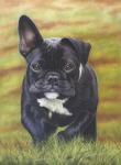 Peppa the French Bulldog