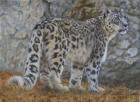 Snow Leopard