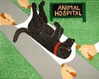 Animal Hospital