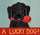 Lucky  Dog Black