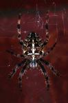 Garden Spider