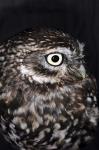 Little Owl