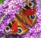 Peacock Butterfly 1