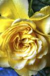 Yellow Rose