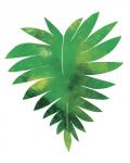 Palm Leaf 1