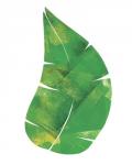 Palm Leaf 6