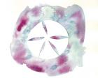 Watercolor Sand Dollar