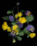 Pansies 1