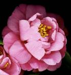 Camellia