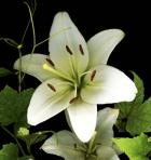 White Lily 2