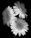 Gerbera Daisy