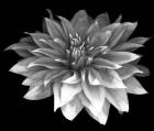 Perfect Dahlia 1