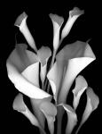 White Calla 2