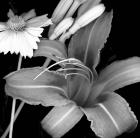 Day Lily & Coreopsis