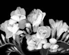 Freesia III