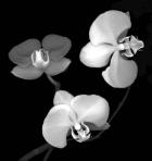 Three Orchids