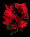 Poinsettia 2014