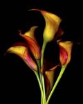 Calla Lillies 2017