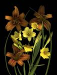 Lilies & Coreopsis