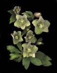 Lenten Rose