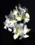 White Iris