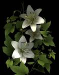 White Lilies '06