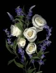 White Rose & Salvia