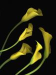 Calla Lilies 1