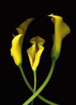 Calla Lilies 2