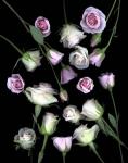 Pink & White Roses 5