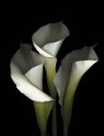 White Calla 1