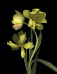 Yellow Dutch Tulip 1