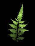 Fern 3