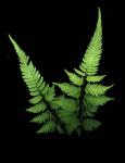 Fern 2